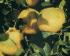 Citrus wilsonii Citrus wilsonii